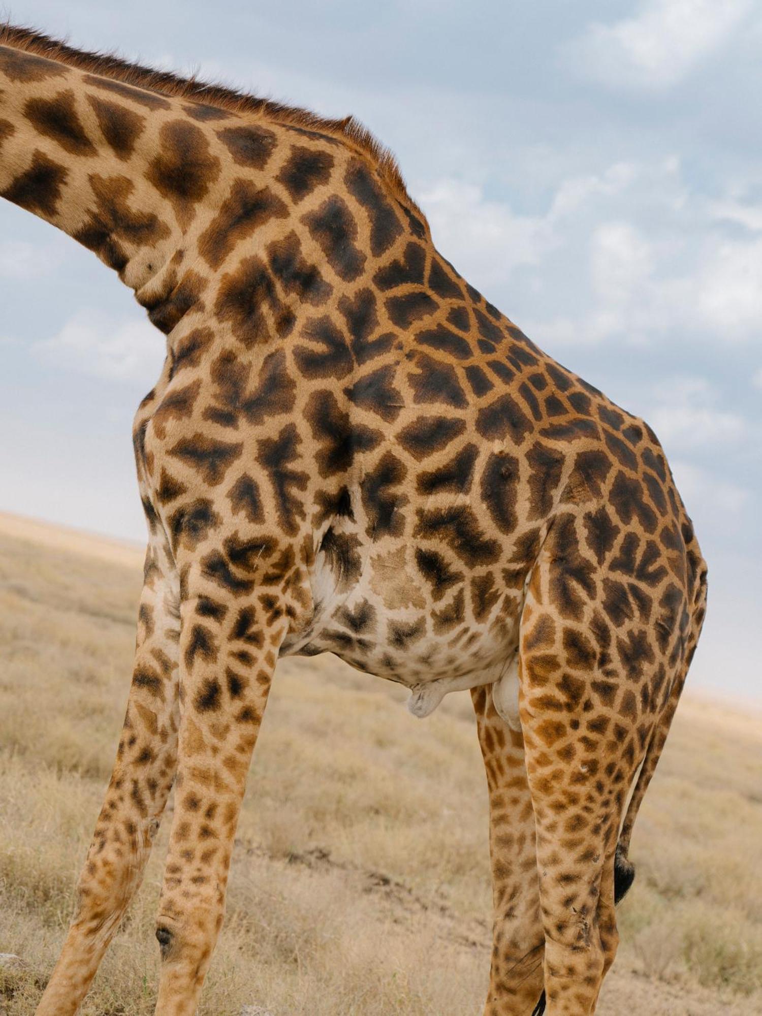 Ngorongoro Lodge Member Of Melia Collection - The Leading Hotels Of The World Exterior foto