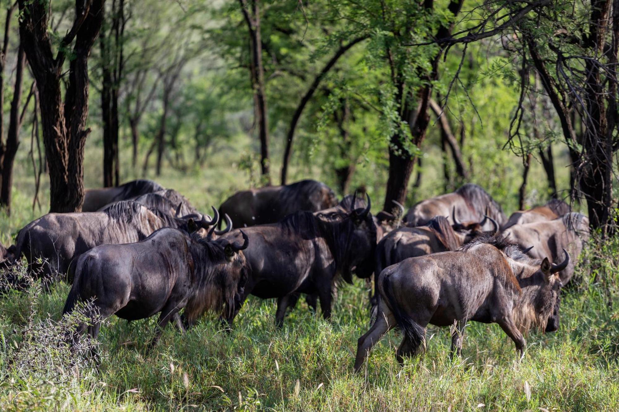 Ngorongoro Lodge Member Of Melia Collection - The Leading Hotels Of The World Exterior foto