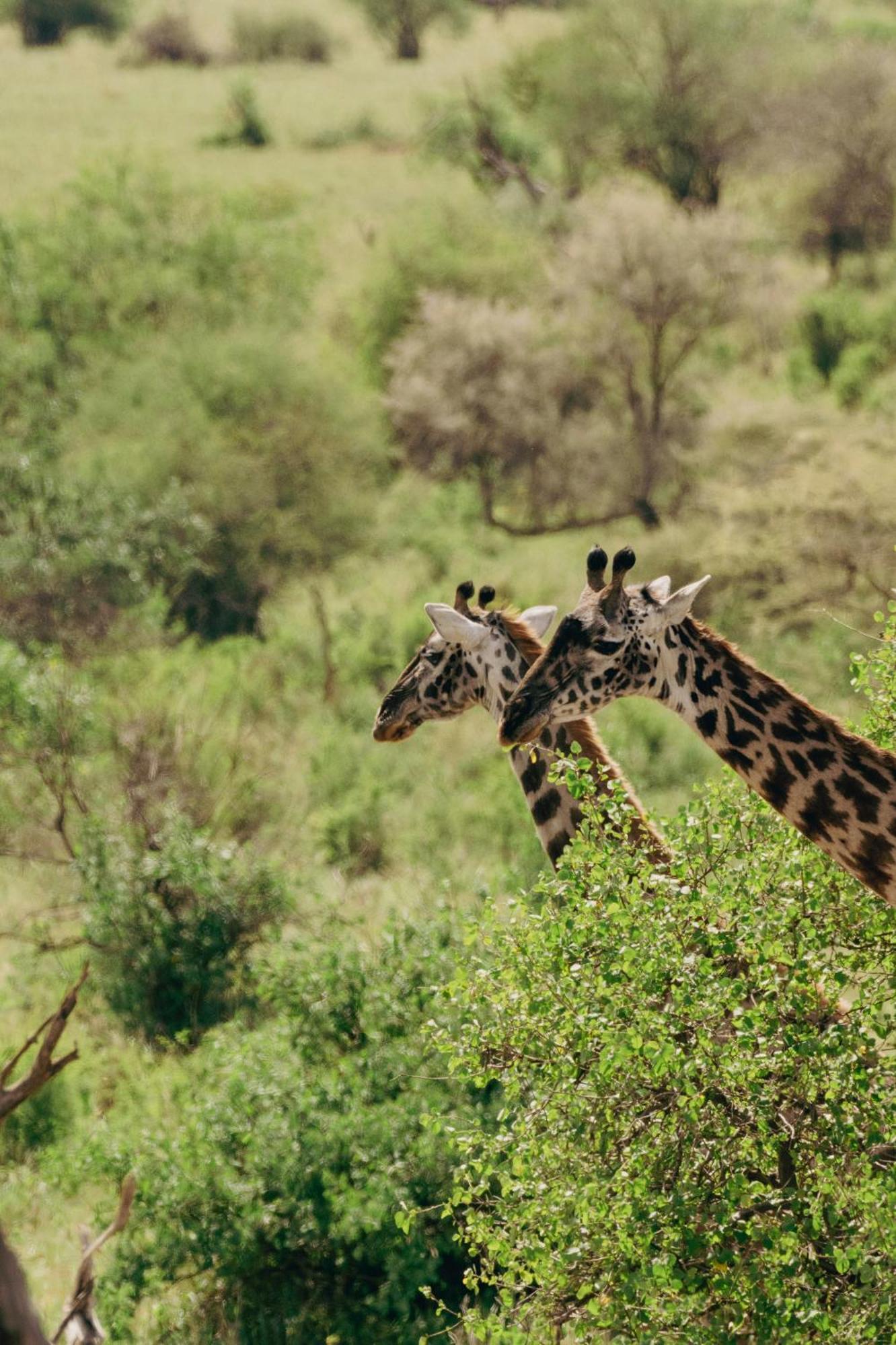 Ngorongoro Lodge Member Of Melia Collection - The Leading Hotels Of The World Exterior foto